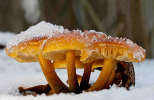 Les Champignons D'Hiver