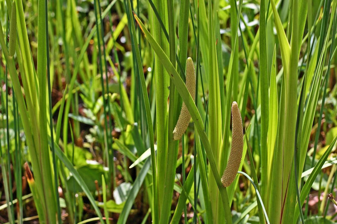 herbe de calamus pour la puissance